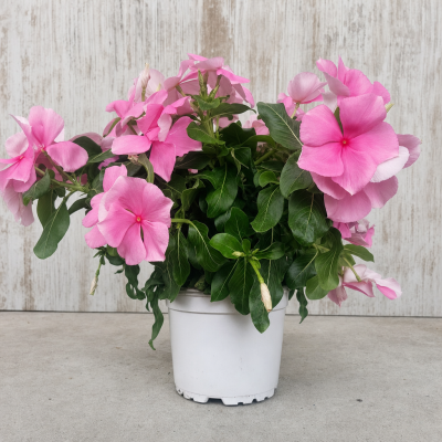 CATHARANTHUS ROSEUS MACETA 0.60L VINCA MACETA 0.60 LITROS